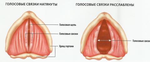 Простуда при грудном вскармливании.